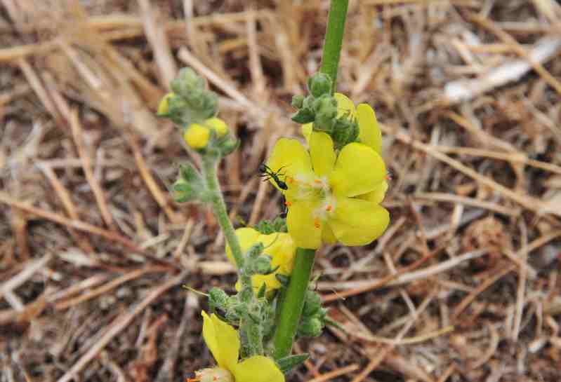 Verbascum pulverulentum